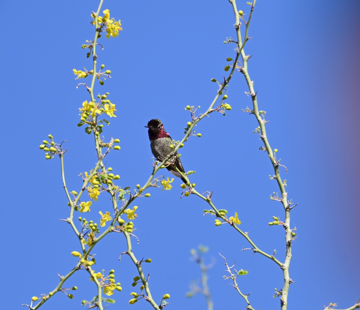 Anna's Hummingbird - ML618065205
