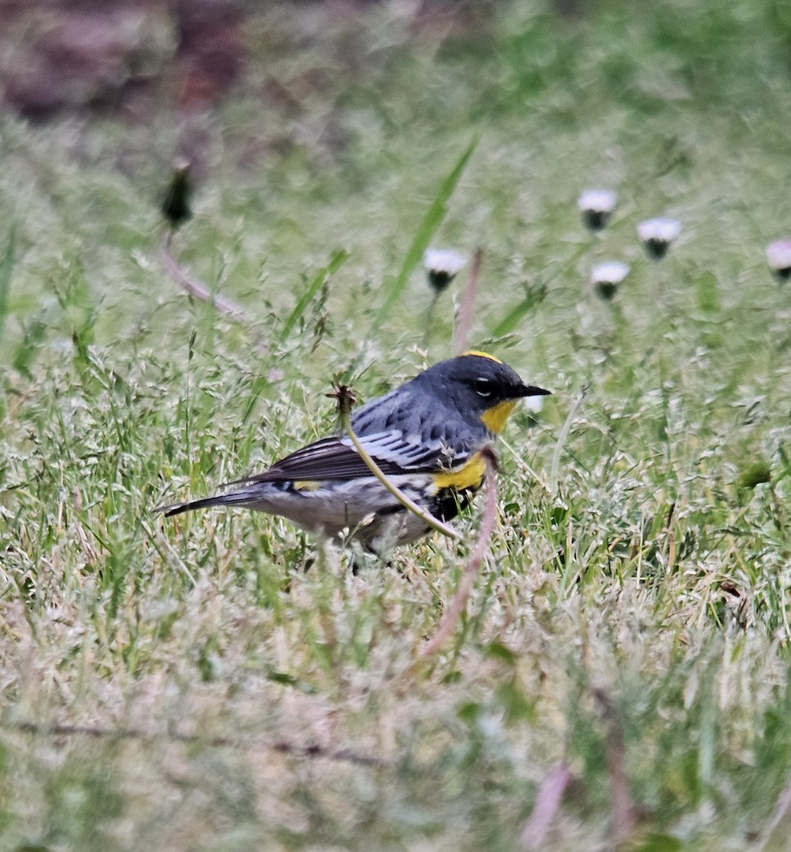 Yellow-rumped Warbler (Audubon's) - ML618065209