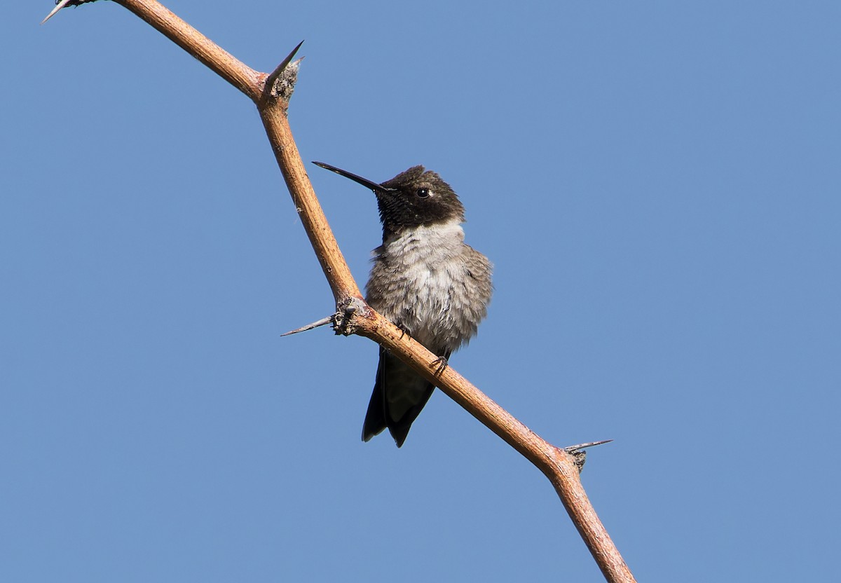 Black-chinned Hummingbird - Chris Charlesworth
