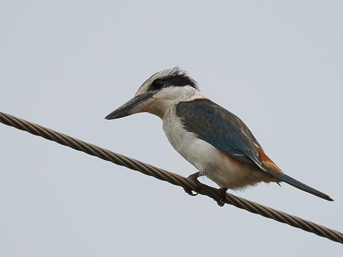 Red-backed Kingfisher - ML618065279
