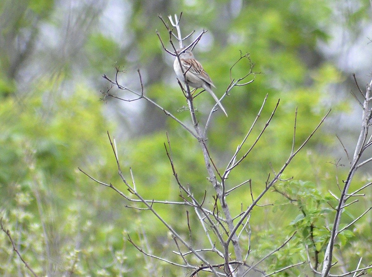 Field Sparrow - ML618065296