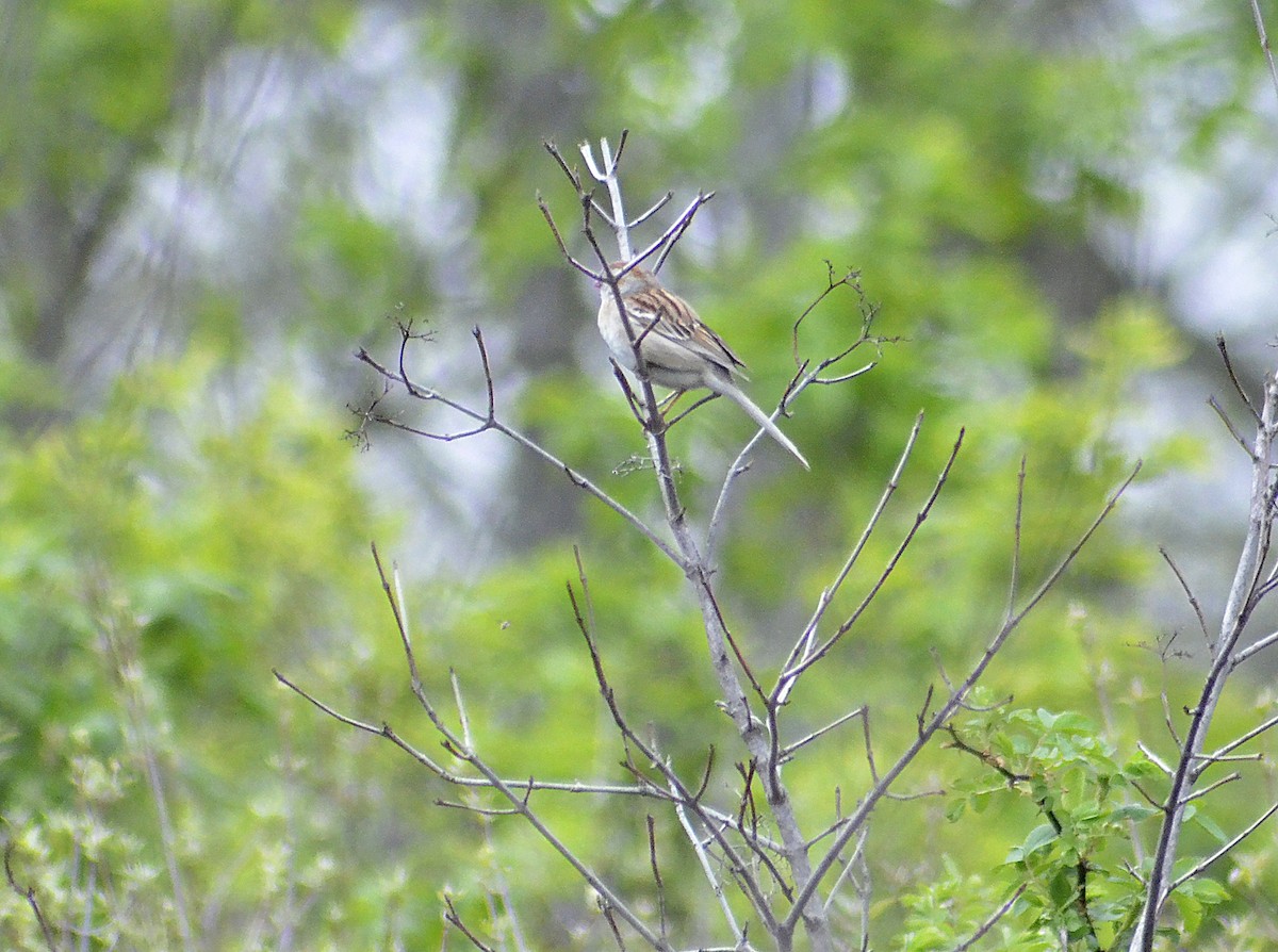 Field Sparrow - ML618065298