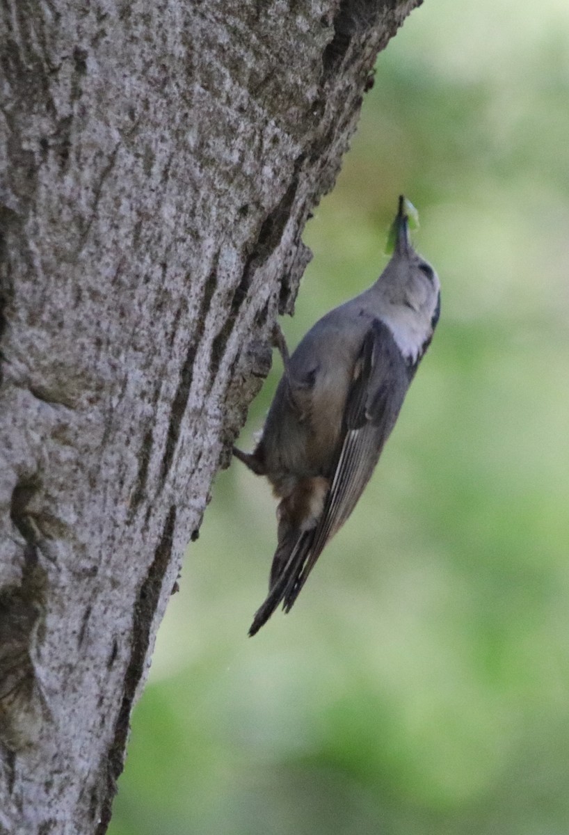 White-breasted Nuthatch - ML618065330
