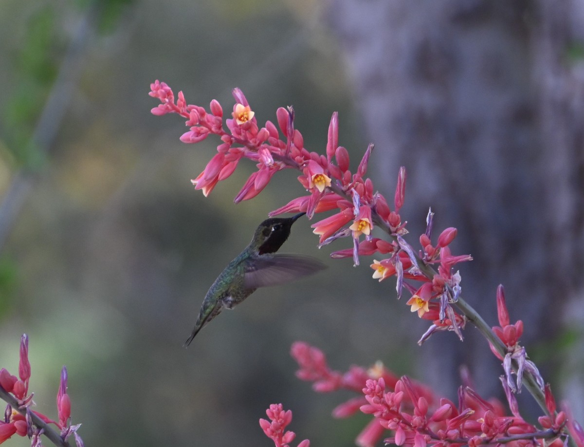 Anna's Hummingbird - Bonda Sek