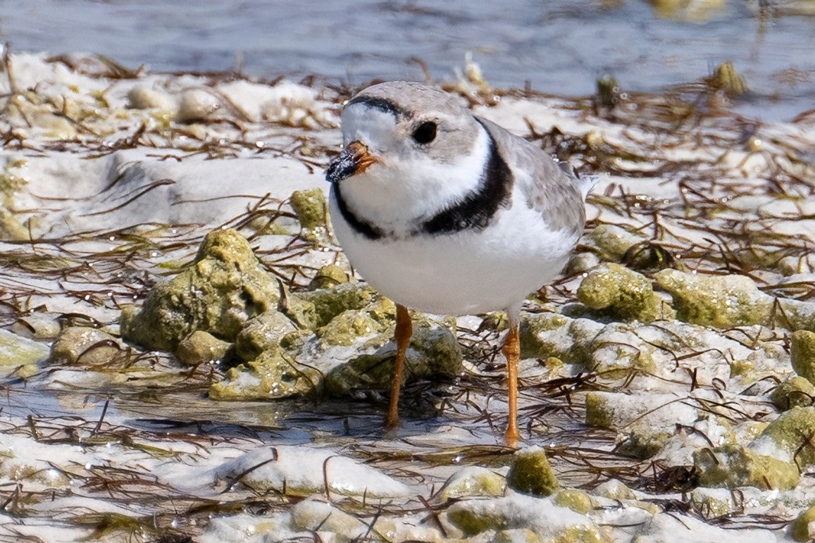 Piping Plover - ML618065349
