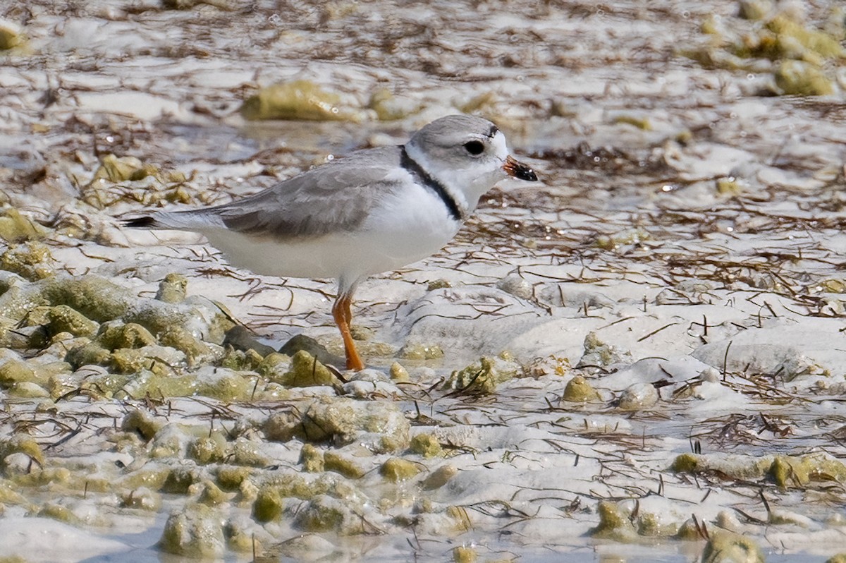 Piping Plover - ML618065350