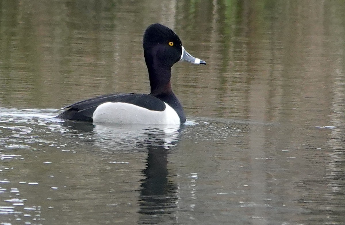 Ring-necked Duck - Jamie Simmons