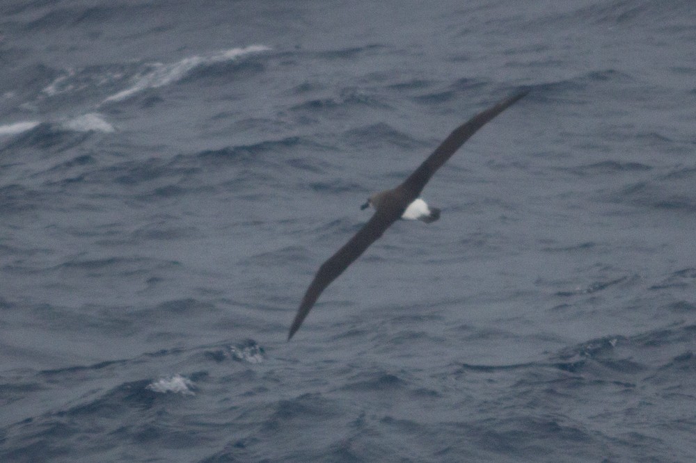 Gray-headed Albatross - ML618065353