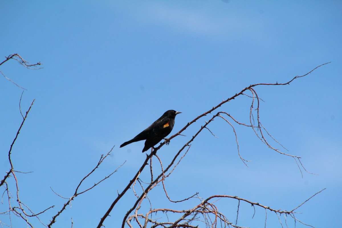 Red-winged Blackbird - Ann Monk