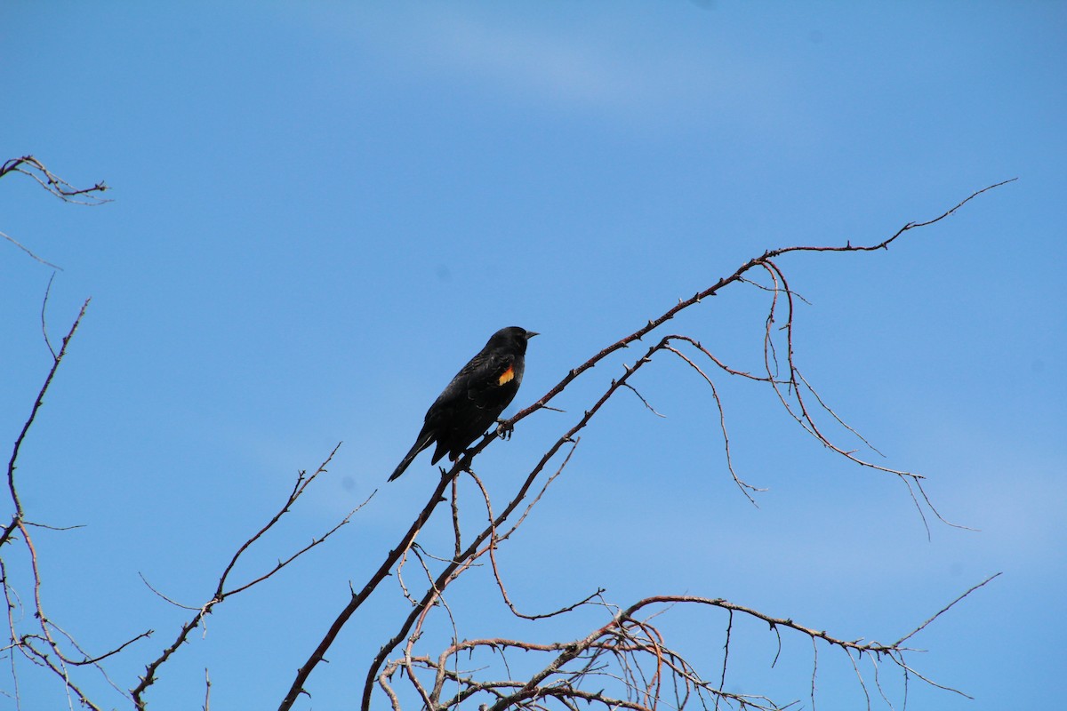 Red-winged Blackbird - Ann Monk