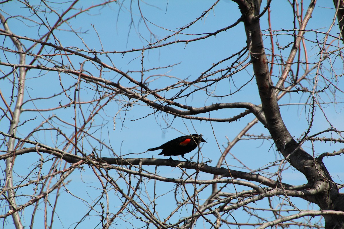 Red-winged Blackbird - ML618065374