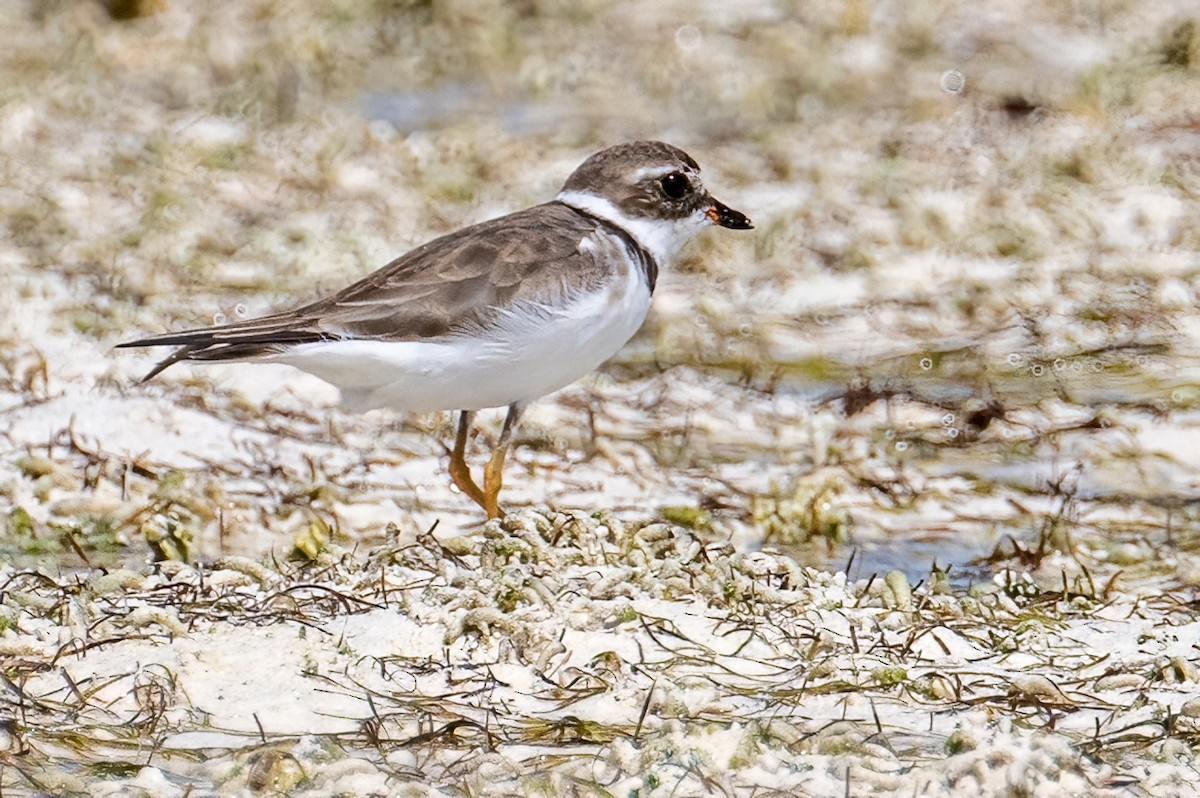 Semipalmated Plover - ML618065376