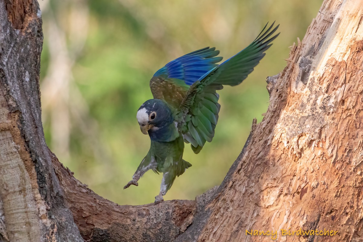 White-crowned Parrot - ML618065401