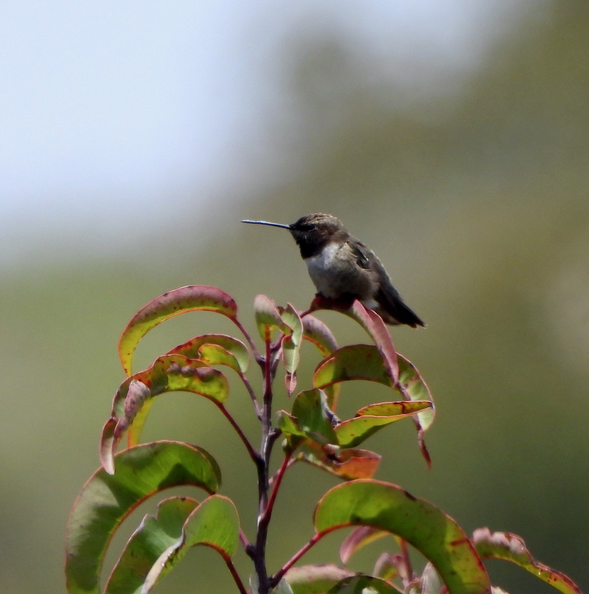 Black-chinned Hummingbird - ML618065409