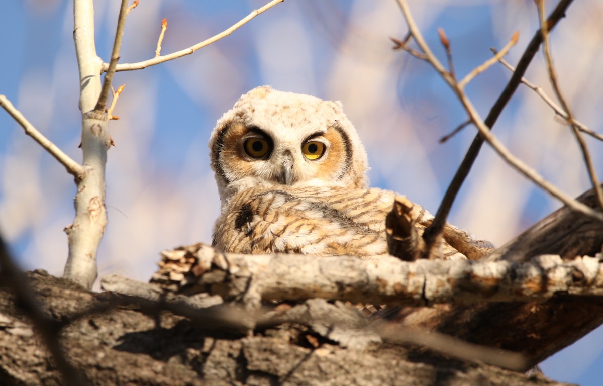 Great Horned Owl - ML618065411