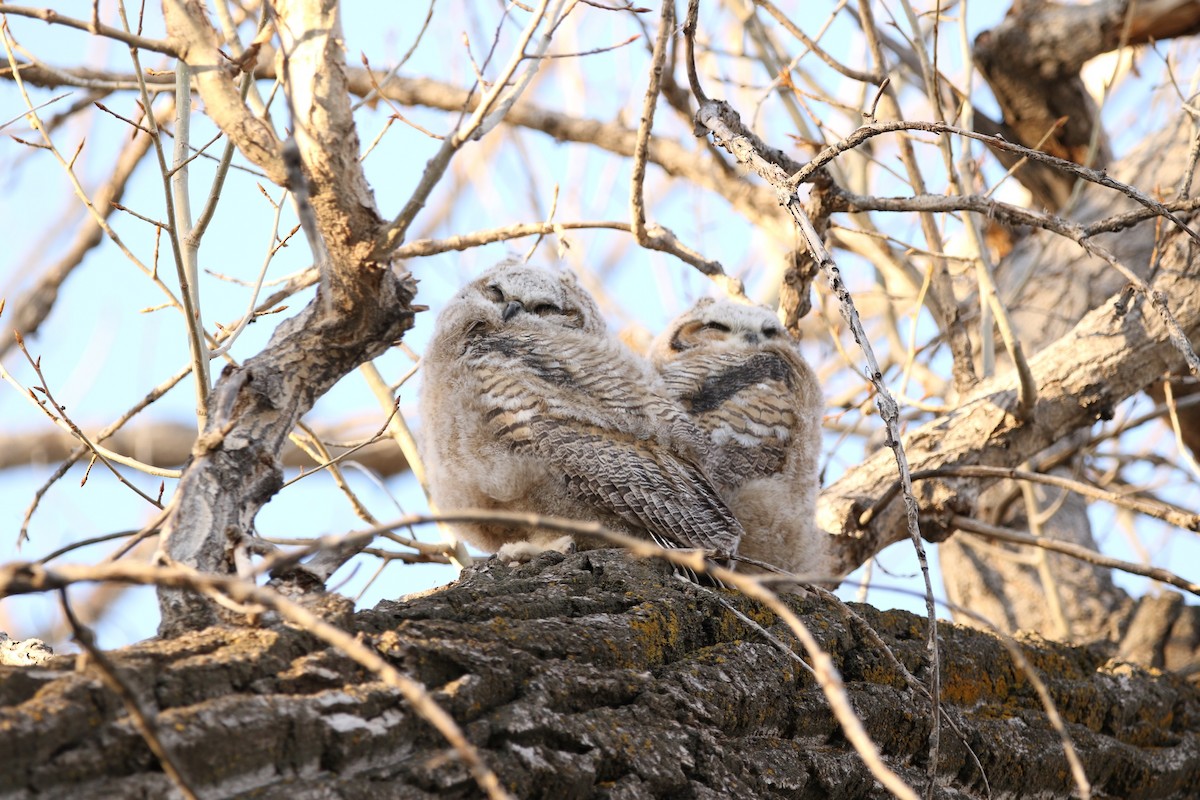 Great Horned Owl - ML618065413