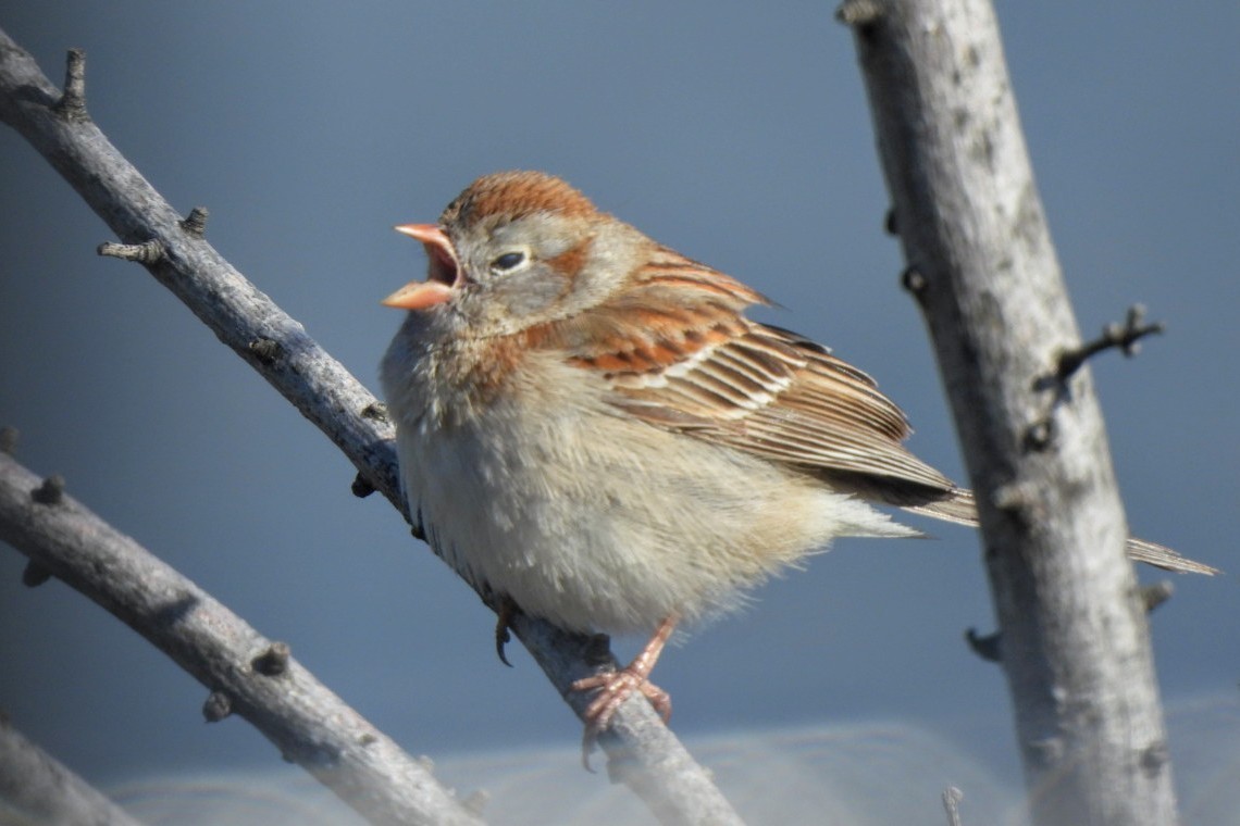 Field Sparrow - James Scott
