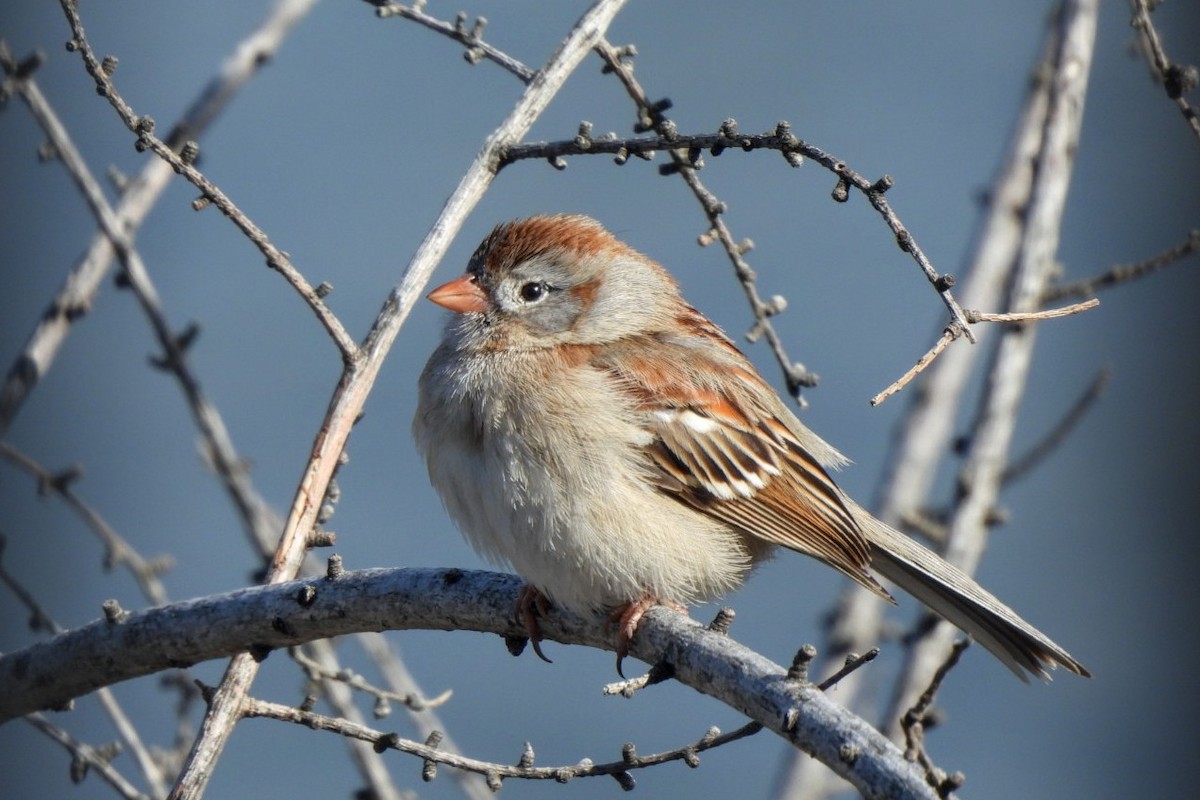 Field Sparrow - ML618065432