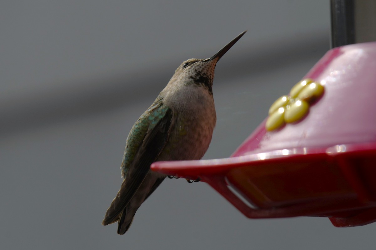 Anna's Hummingbird - ML618065445
