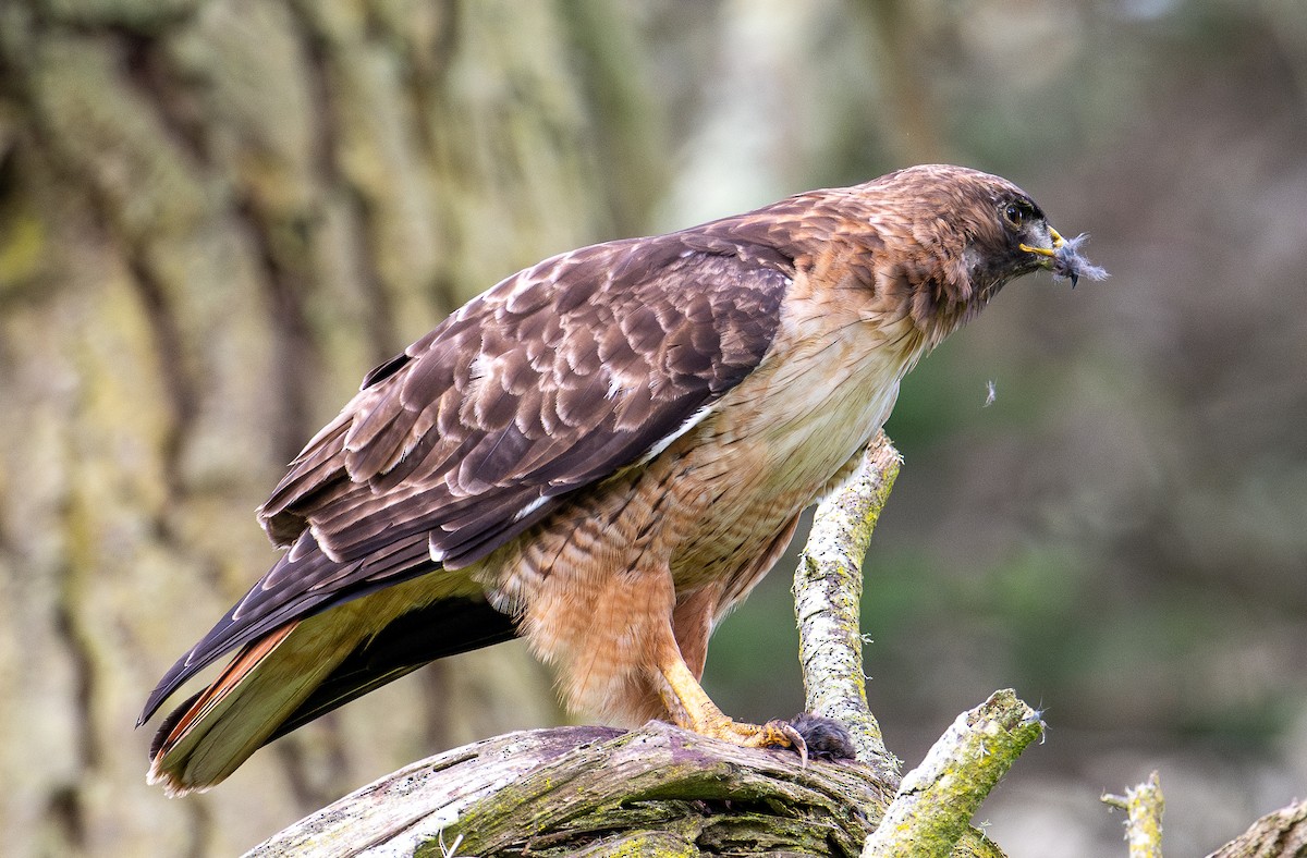 Red-tailed Hawk - ML618065446