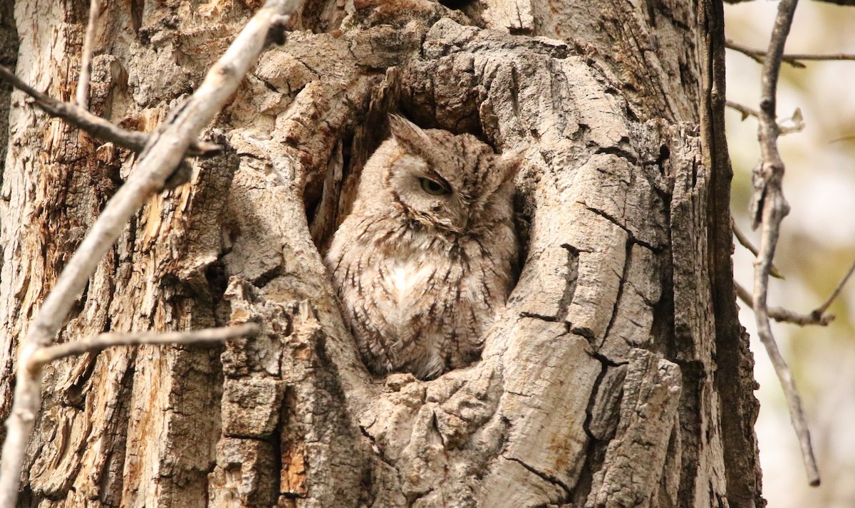 Eastern Screech-Owl - Sperry Megerian