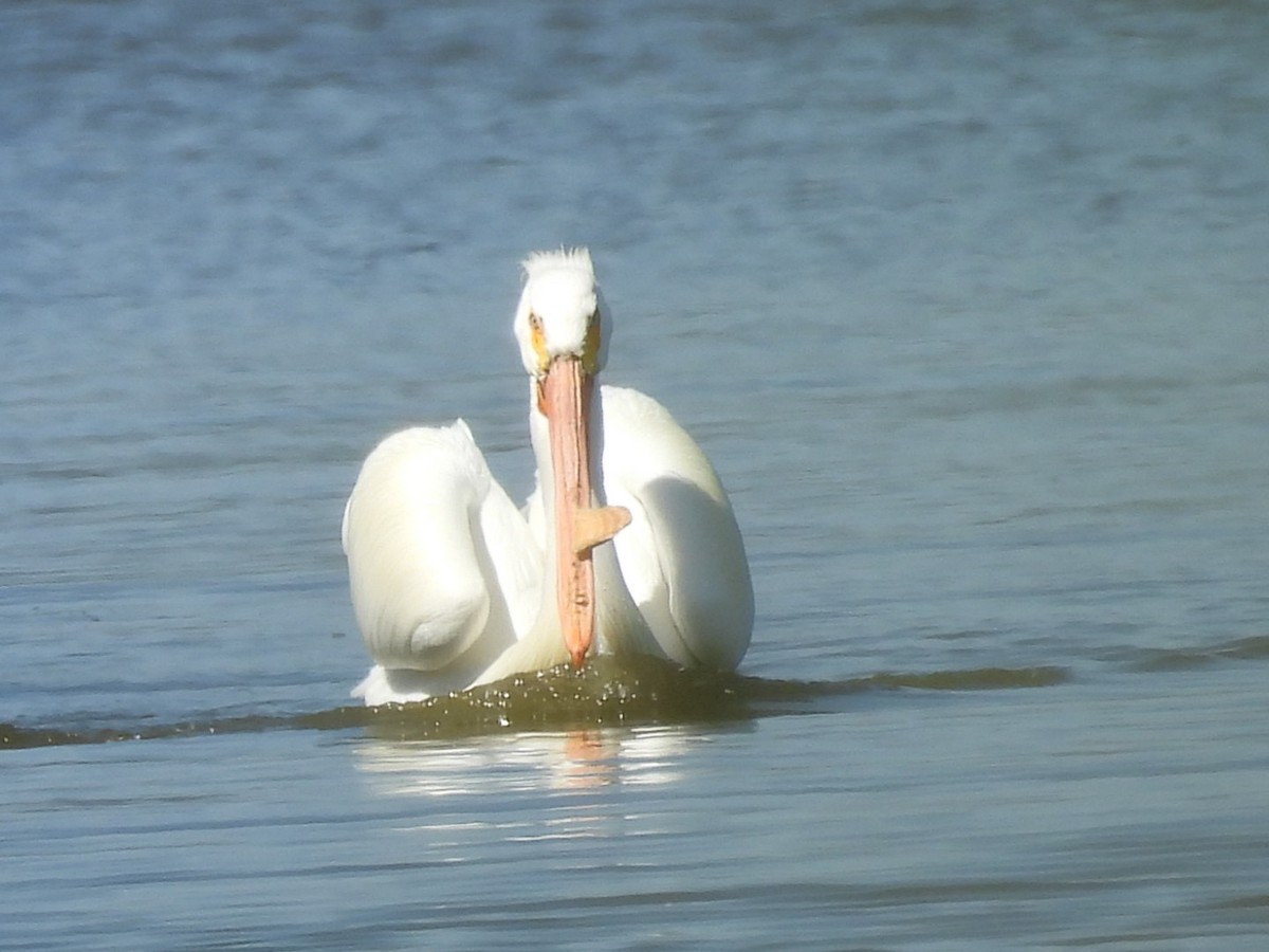 American White Pelican - Patti Northam