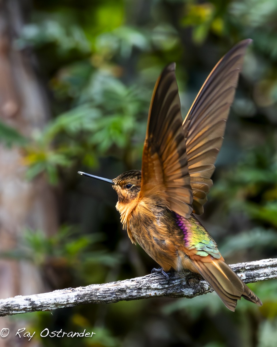 kolibřík duhovohřbetý - ML618065529