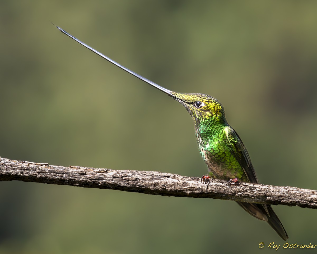 Sword-billed Hummingbird - Ray Ostrander