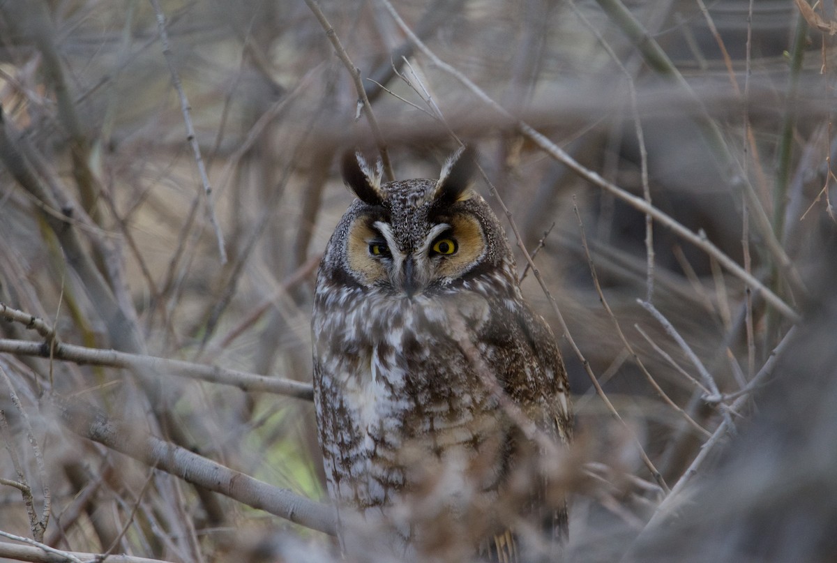 Long-eared Owl - ned bohman