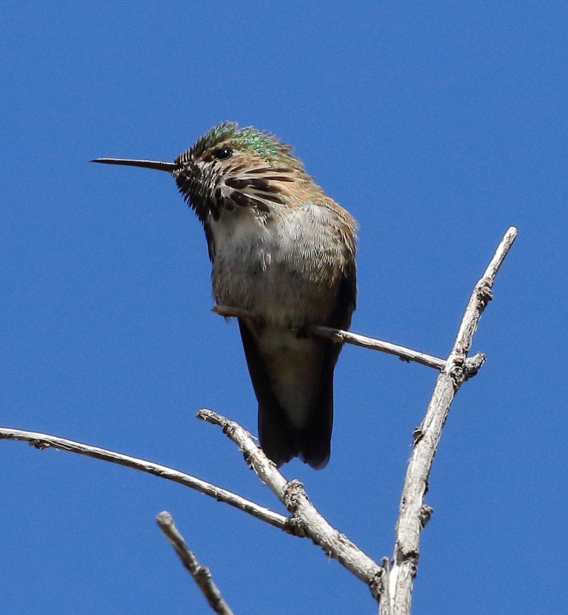 Calliope Hummingbird - ML618065545