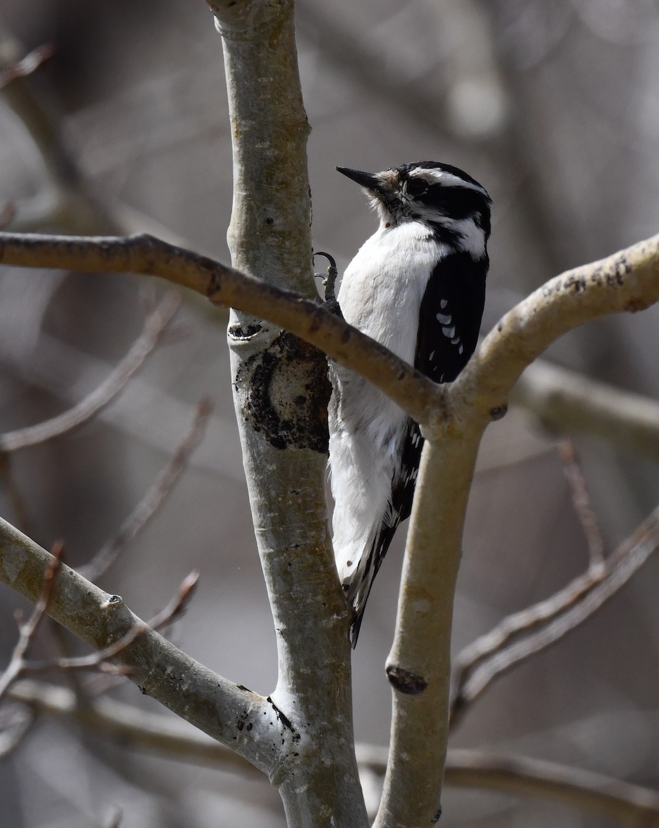 Downy Woodpecker (Rocky Mts.) - ML618065572