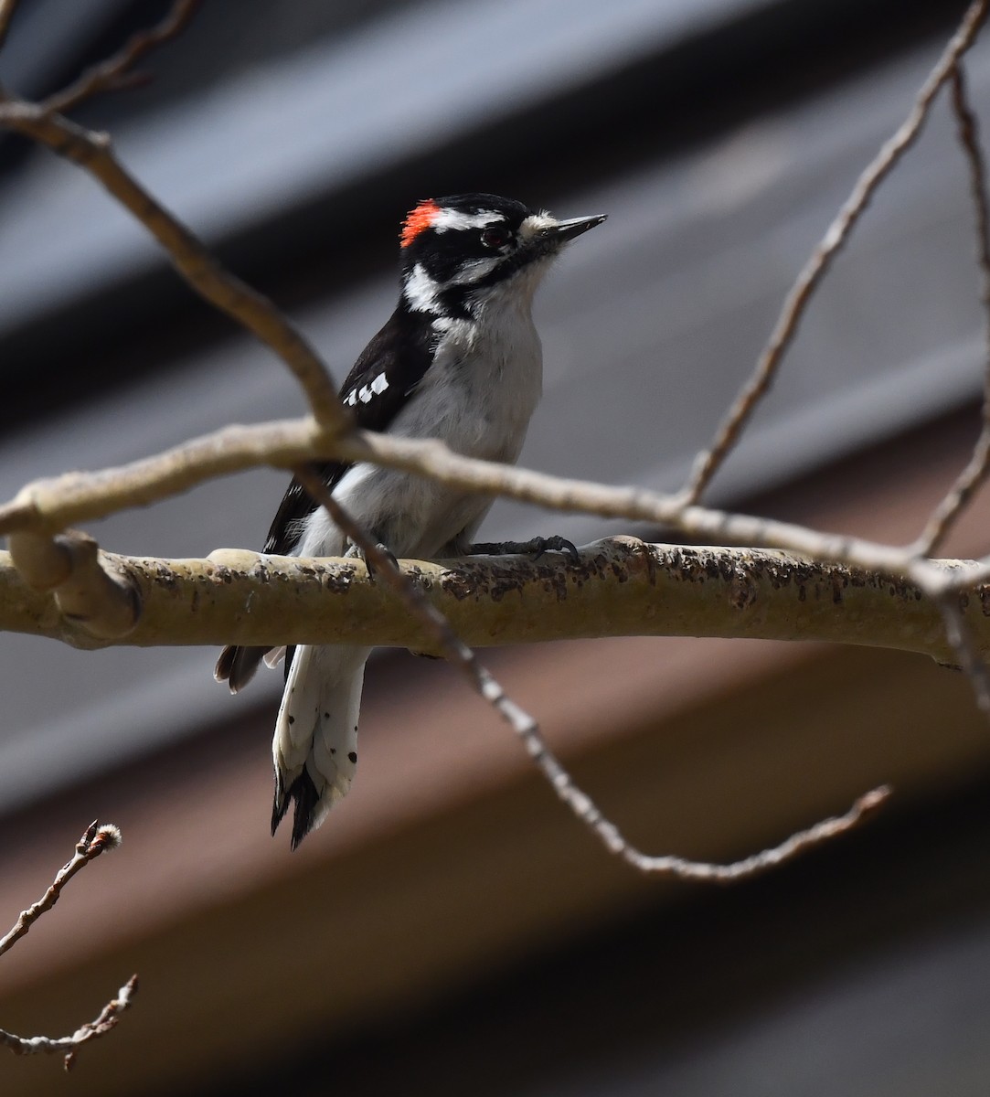 Downy Woodpecker (Rocky Mts.) - ML618065574