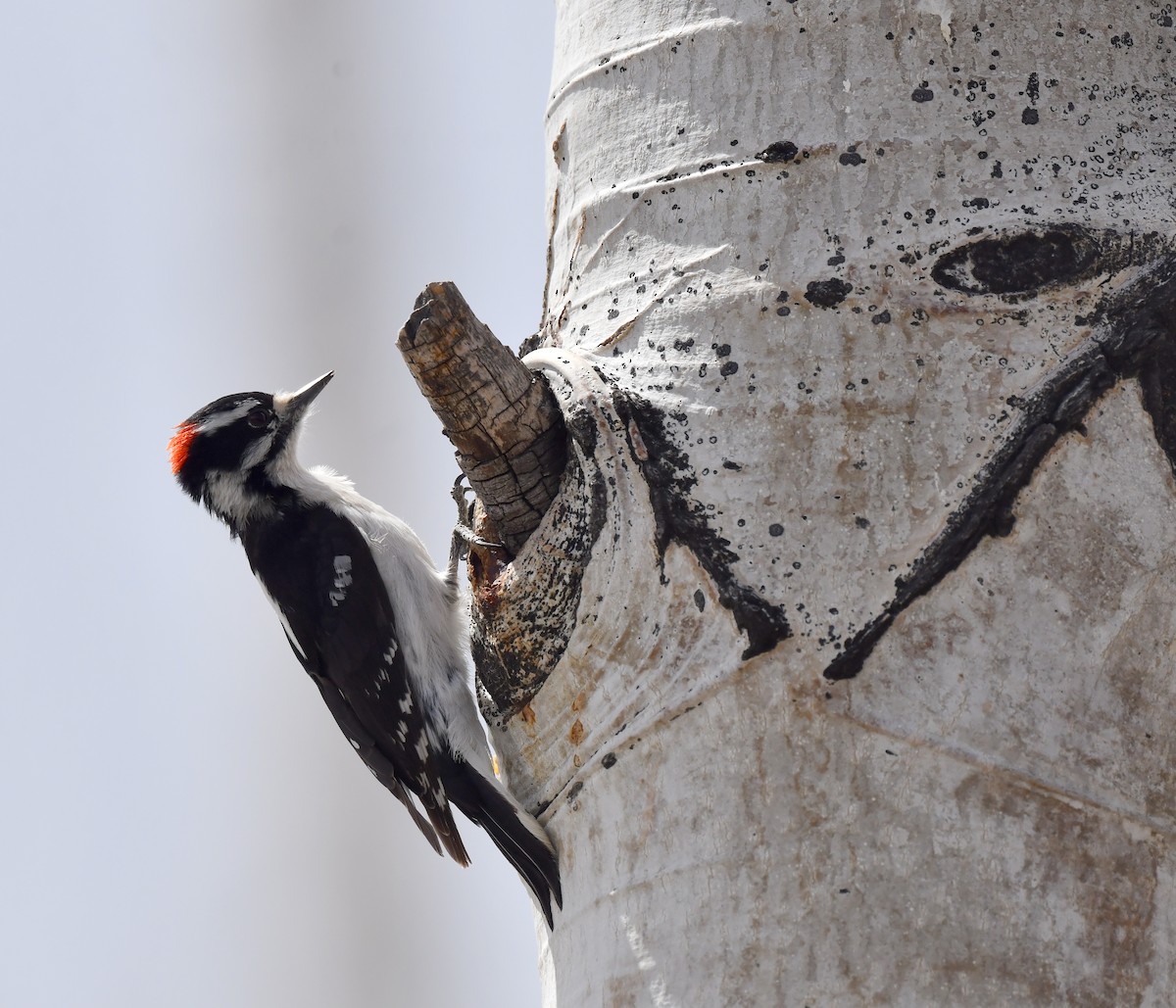 Downy Woodpecker (Rocky Mts.) - ML618065575