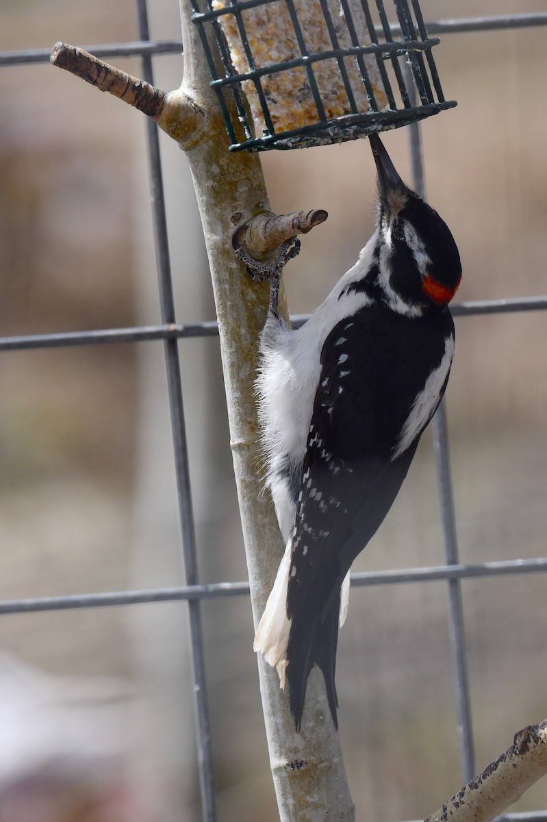 Hairy Woodpecker (Rocky Mts.) - ML618065579