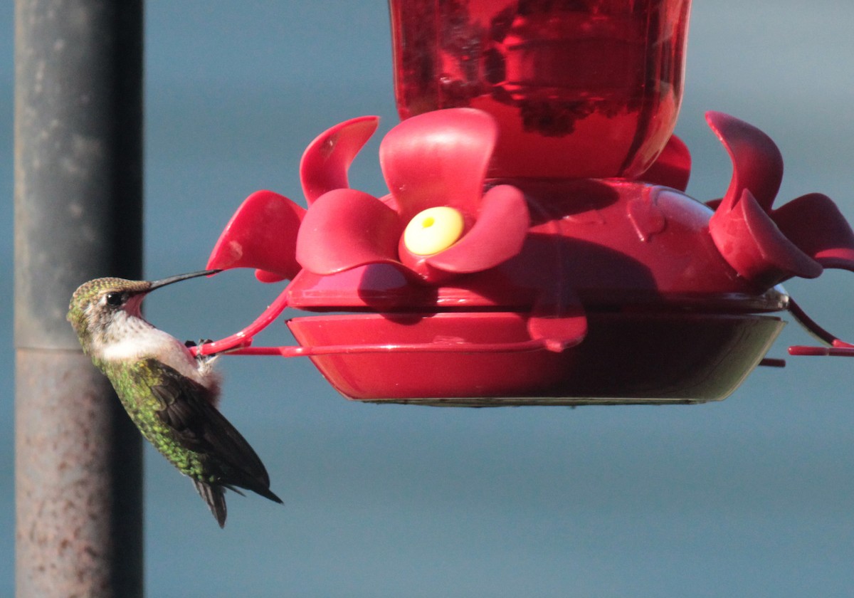 Ruby-throated Hummingbird - ML618065583