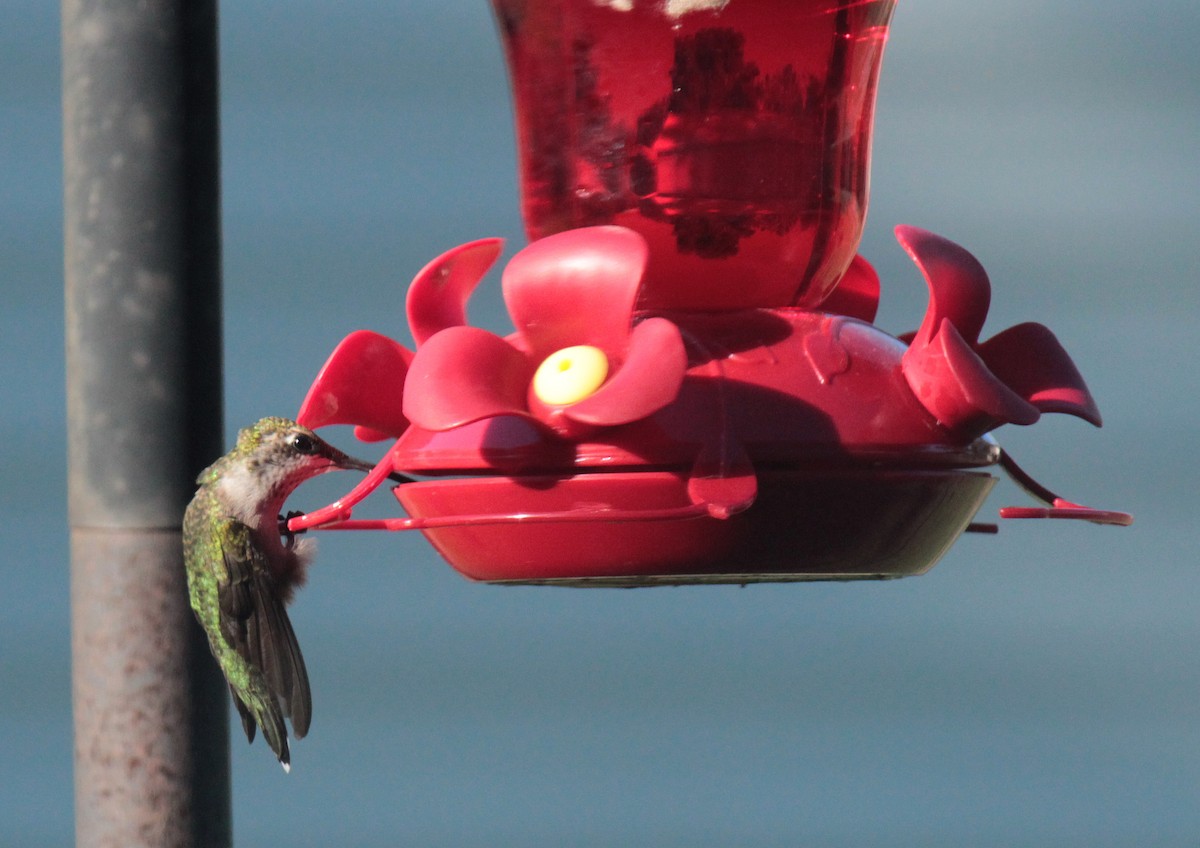 Ruby-throated Hummingbird - ML618065584