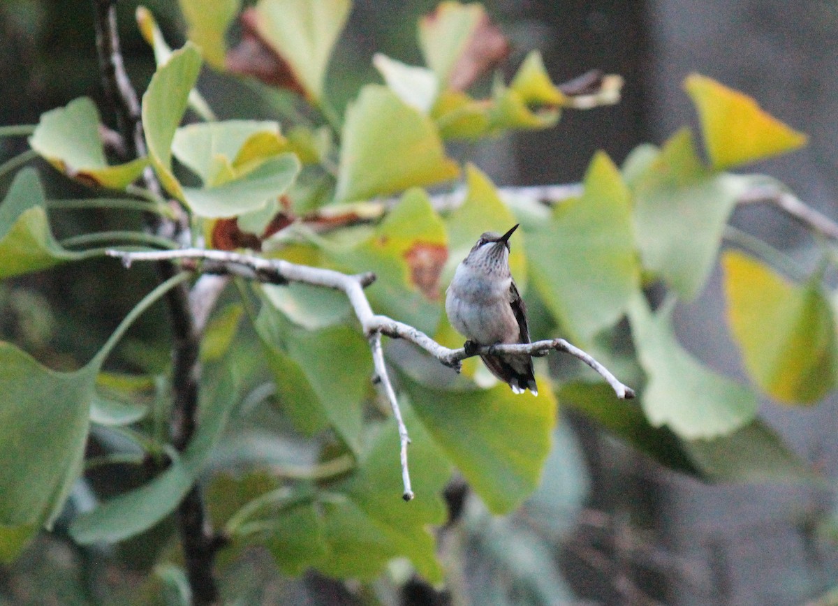 Ruby-throated Hummingbird - ML618065592