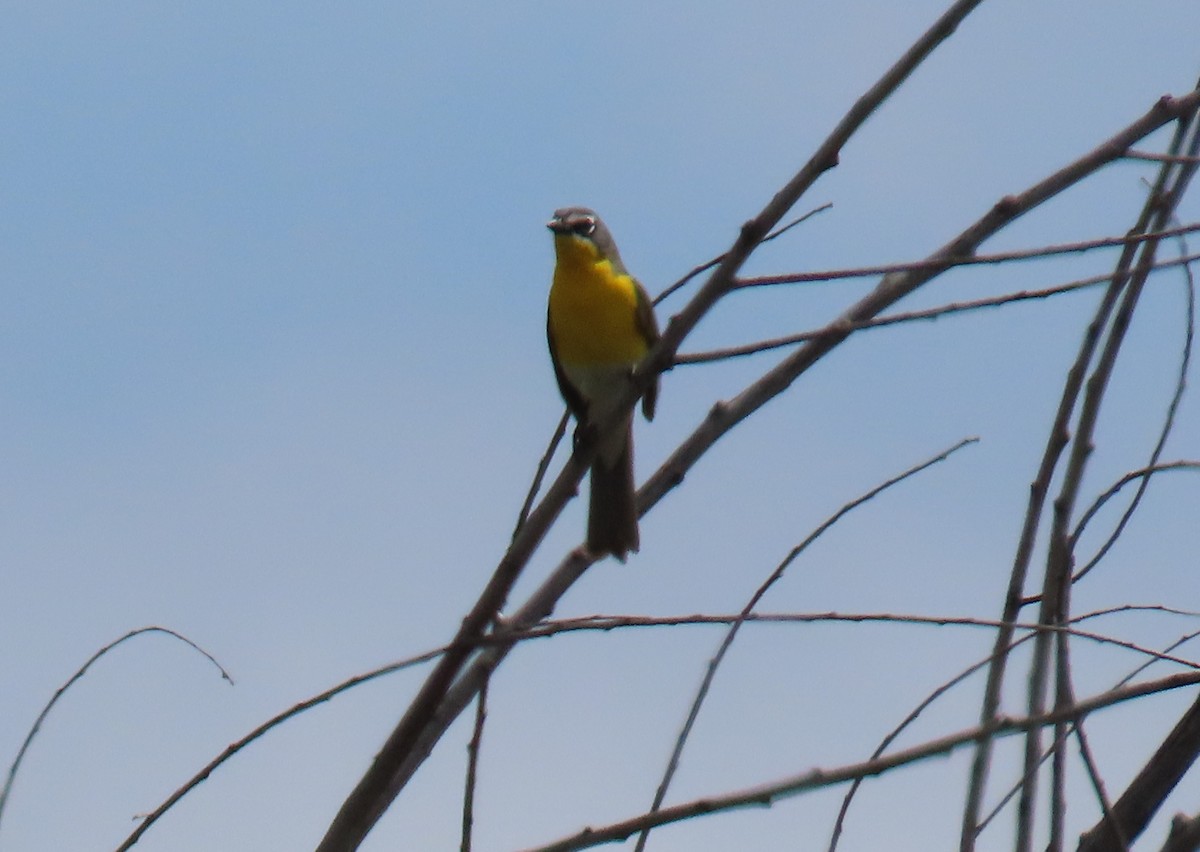 Yellow-breasted Chat - ML618065654