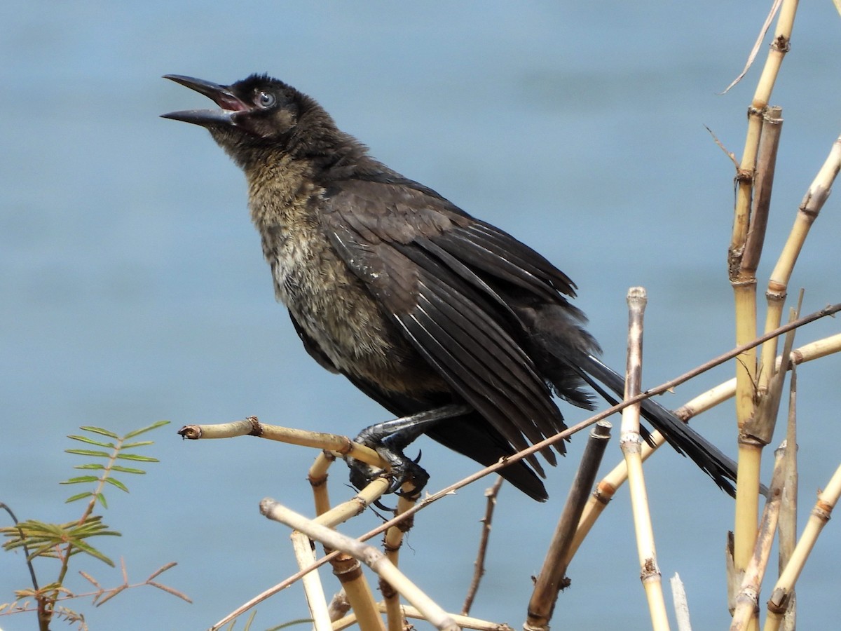 Great-tailed Grackle - ML618065683