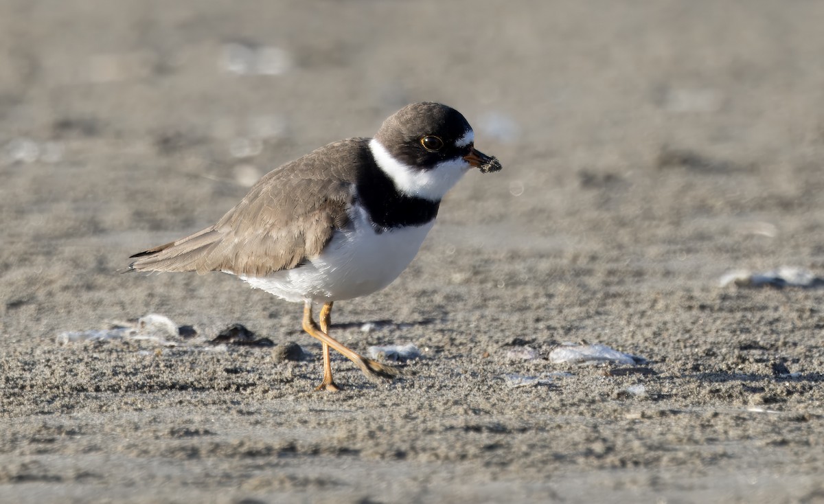 Semipalmated Plover - ML618065685