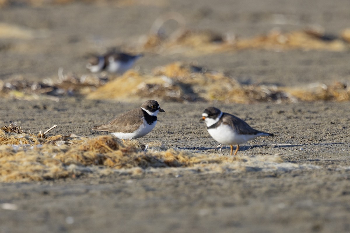 Semipalmated Plover - ML618065693