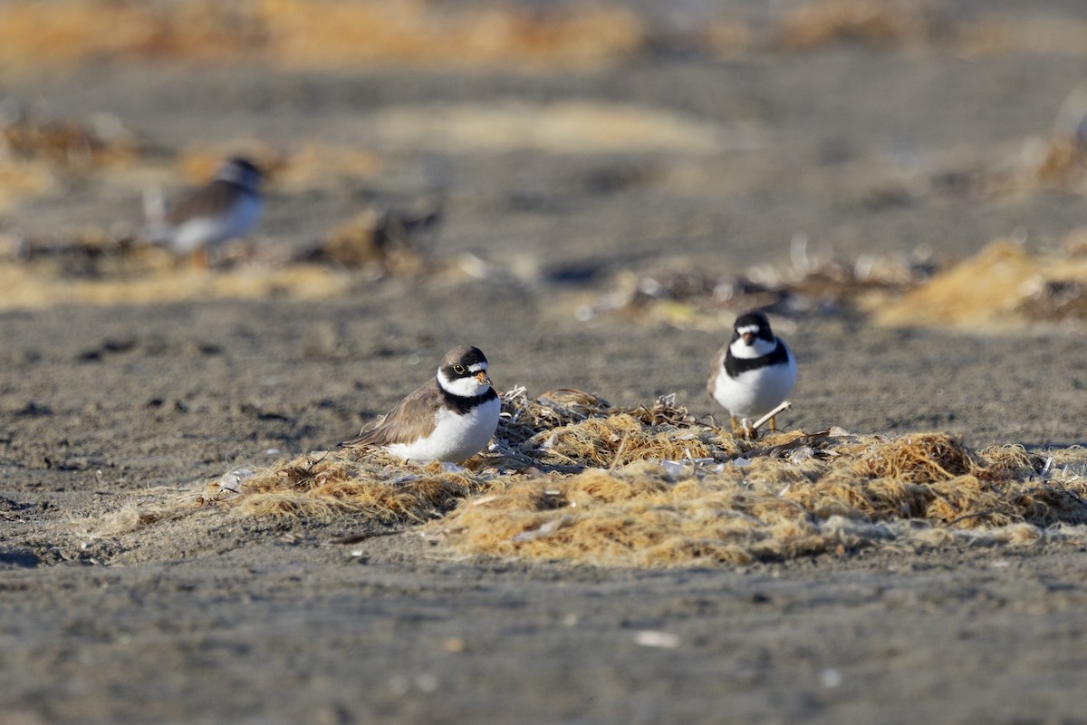 Semipalmated Plover - ML618065694