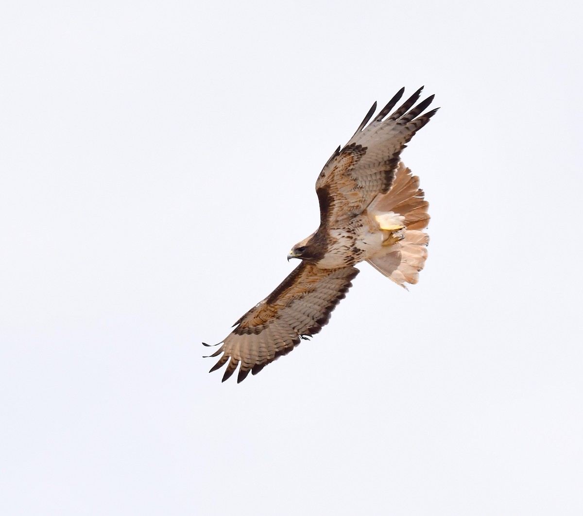 Red-tailed Hawk - ML618065697