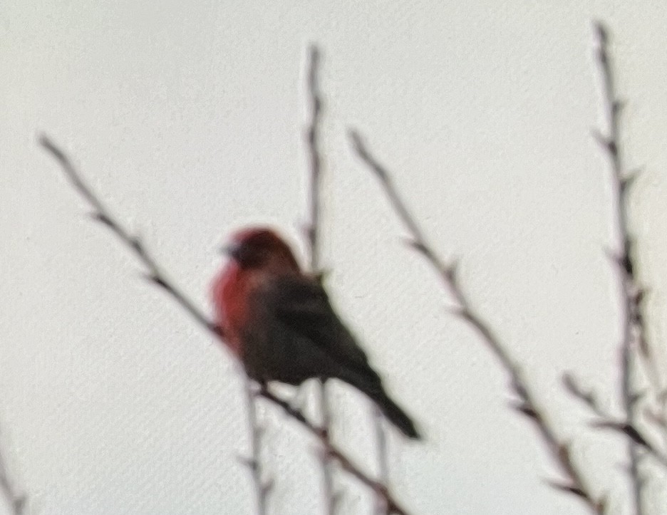House Finch - Anonymous