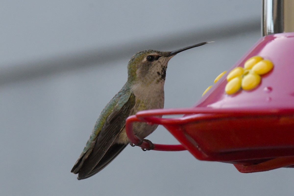 Anna's Hummingbird - ML618065719