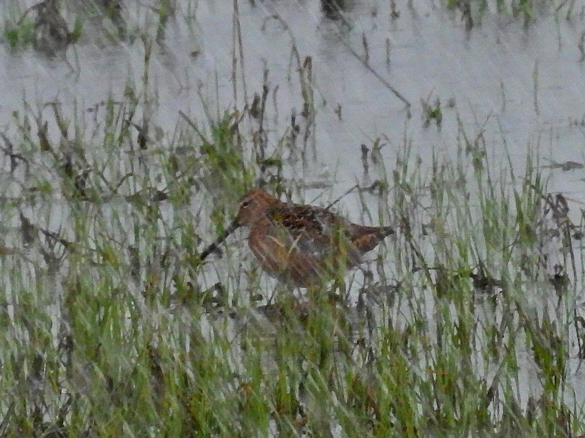 Long-billed Dowitcher - ML618065751