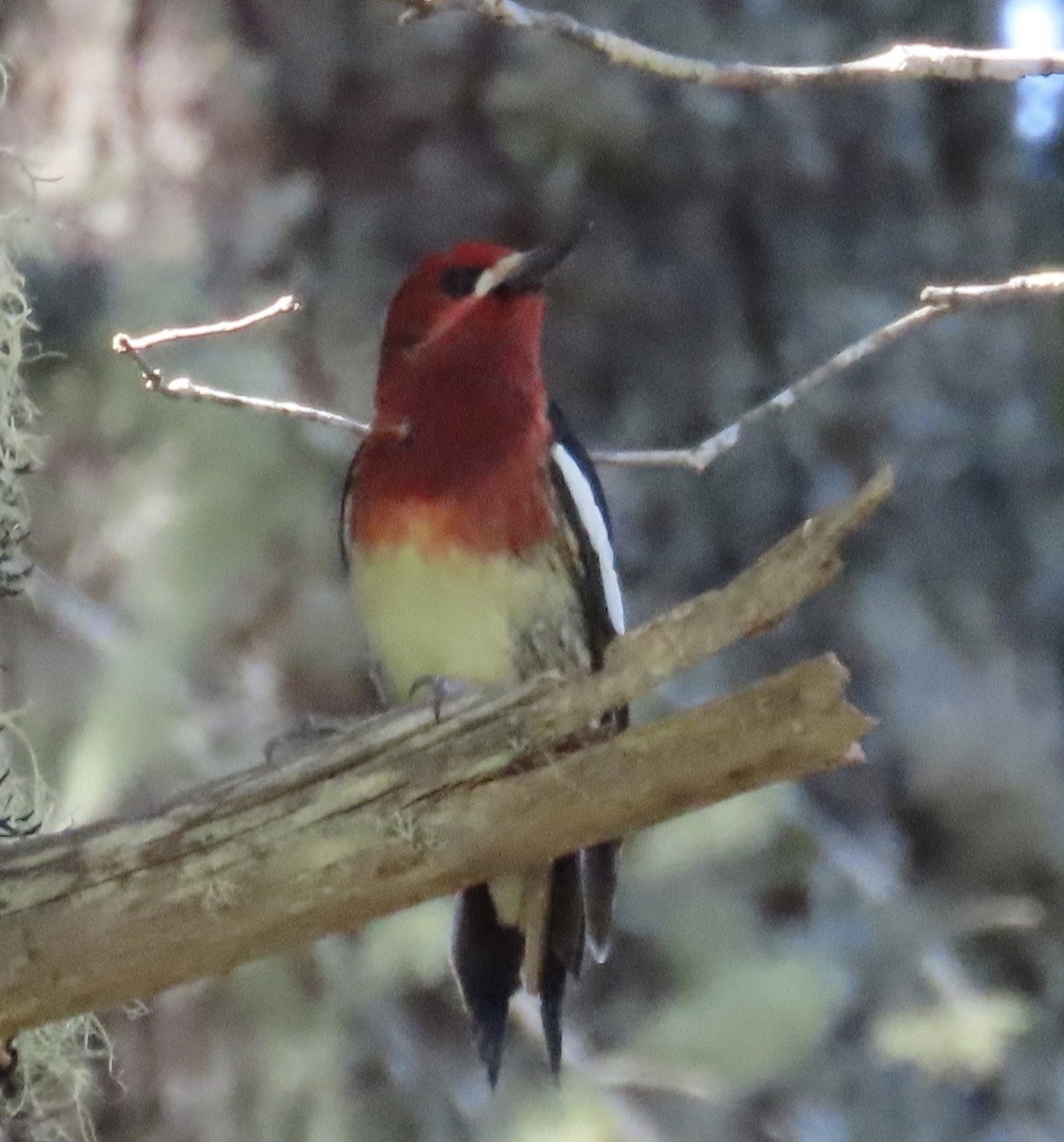 Red-breasted Sapsucker - ML618065775