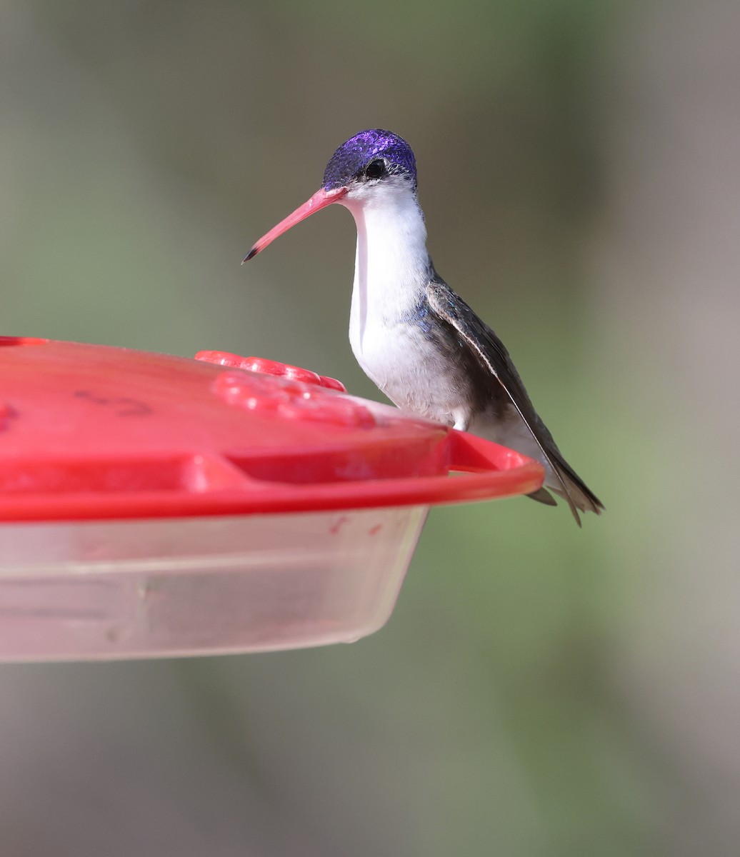 Violet-crowned Hummingbird - Andy Gee
