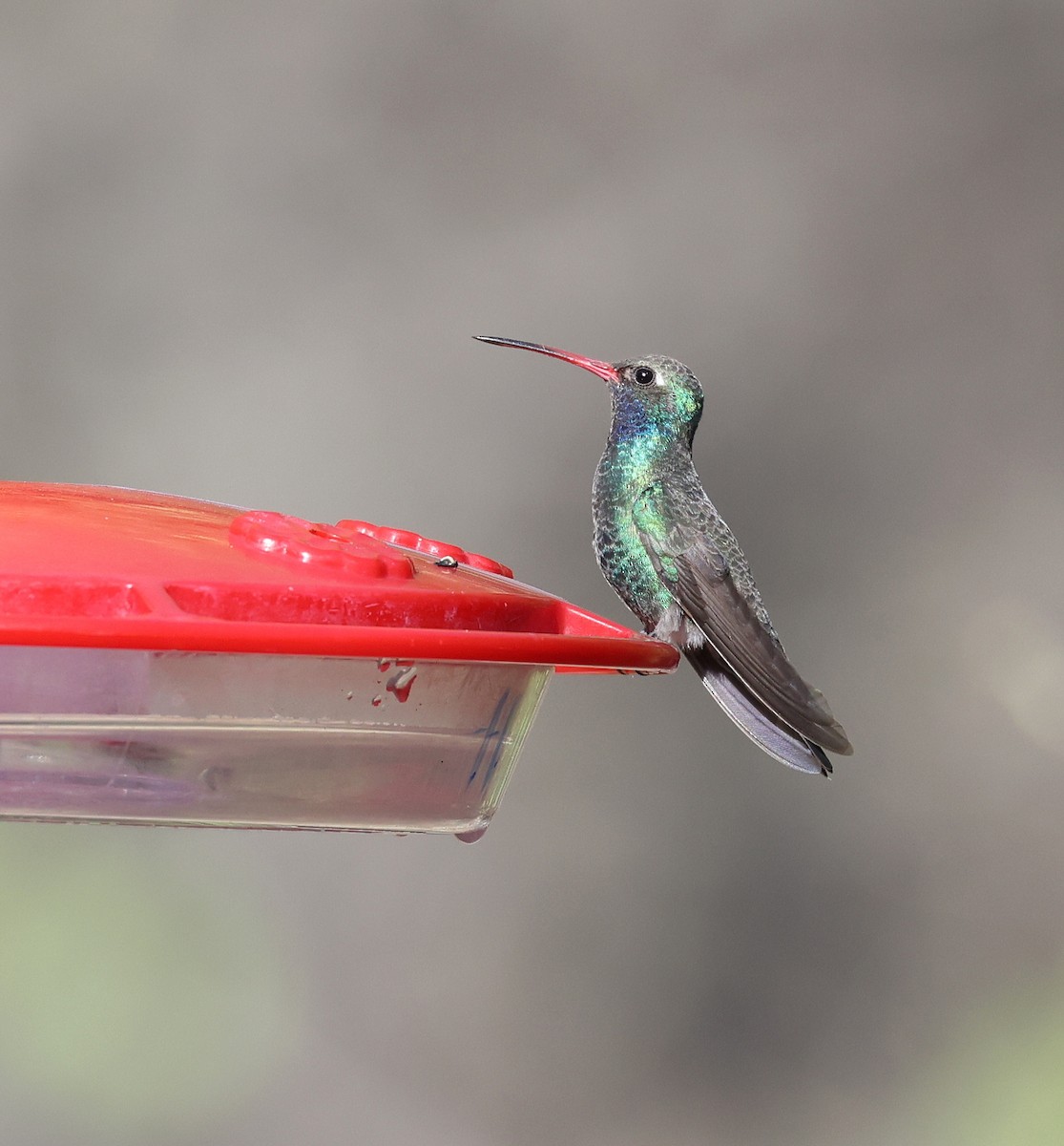 Broad-billed Hummingbird - Andy Gee