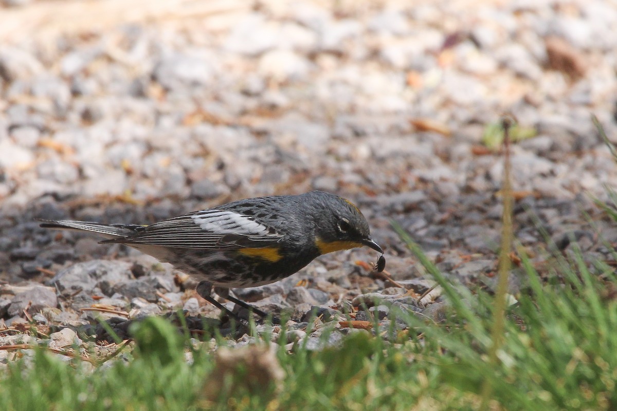 Yellow-rumped Warbler (Audubon's) - Sky Schipper